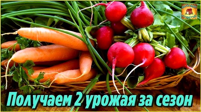 10 самых быстрорастущих овощей