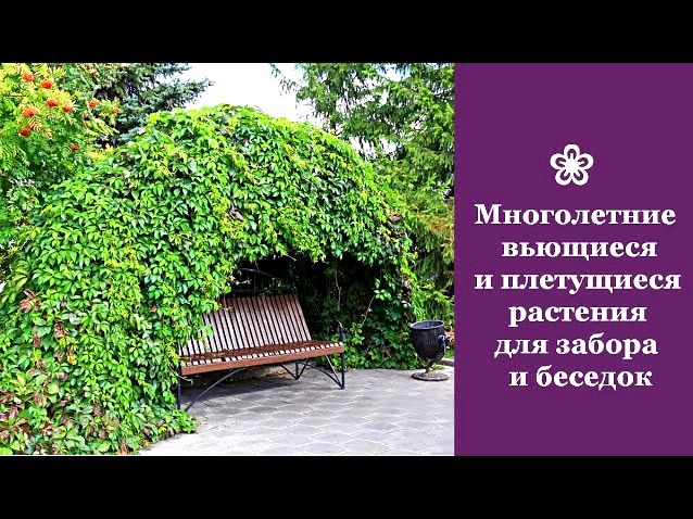 19 вьющихся растений для забора 19 вьющихся растений для забора
