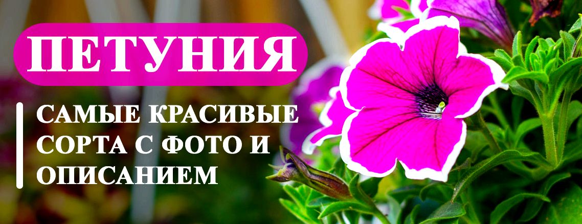 7 новых сортов петунии которые можно смело высаживать в новом сезоне 7 новых сортов петунии которые можно смело высаживать в новом сезоне