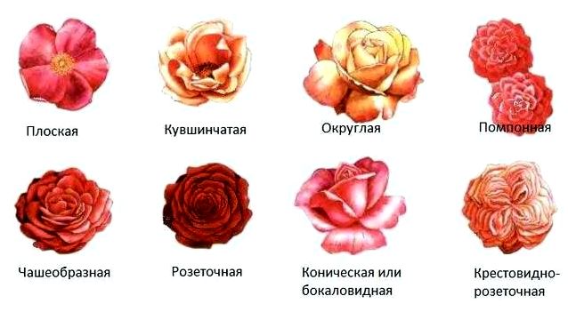 Виды роз