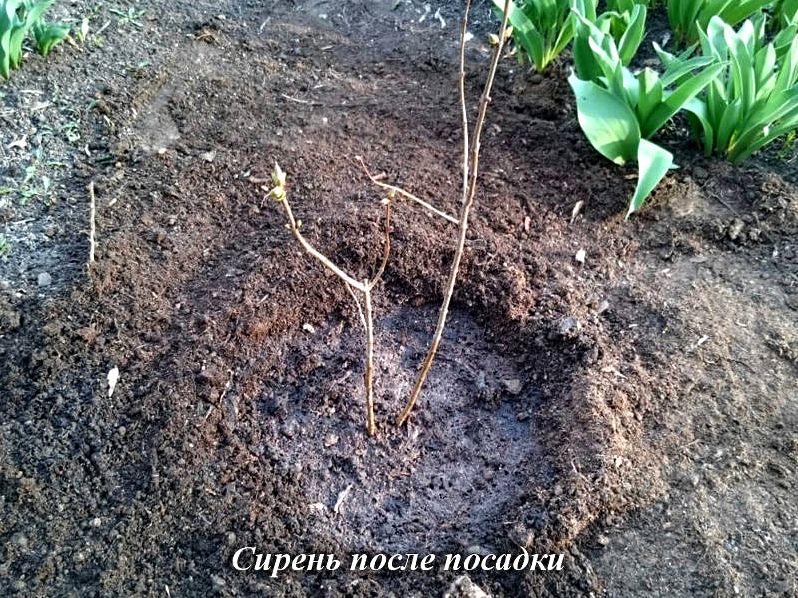Где и как посадить сирень на участке Где и как посадить сирень на участке