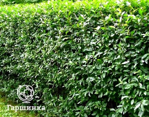 Из каких растений можно сделать живую изгородь