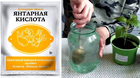 Как использовать янтарную кислоту для растений