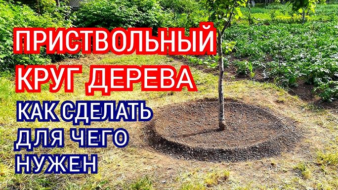 Как оформить приствольный круг дерева