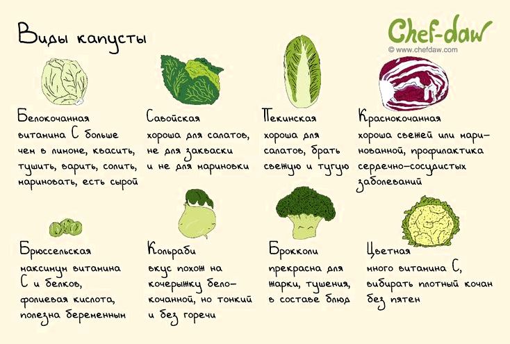 Какие бывают виды капусты Какие бывают виды капусты