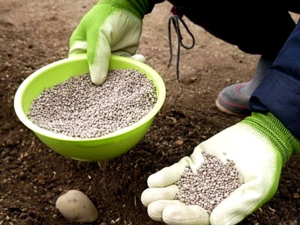 Что такое мочевина и как её применять на огороде